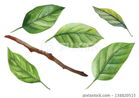 green leaves watercolor clipart set with branch isolated on light background for spring botanical design and natural decor 138820515