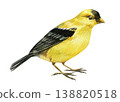 yellow songbird watercolor clipart isolated on light background with black wings for spring nursery and nature decor 138820518