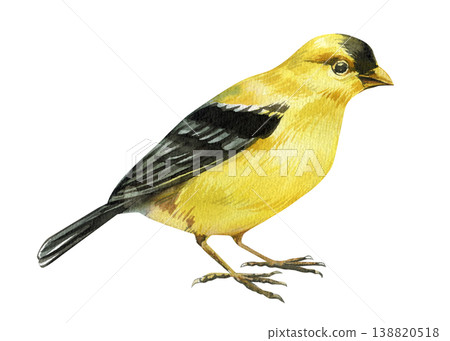 yellow songbird watercolor clipart isolated on light background with black wings for spring nursery and nature decor 138820518