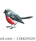 red songbird watercolor clipart isolated on light background with gray feathers for spring nature decor 138820520