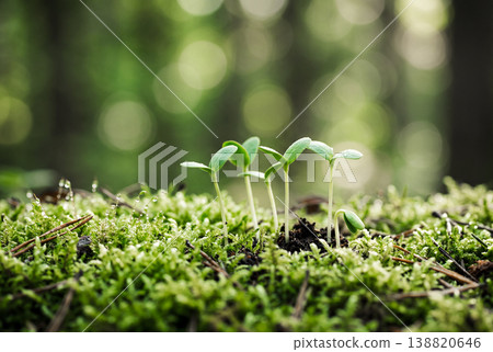 Fresh green Fresh green 138820646