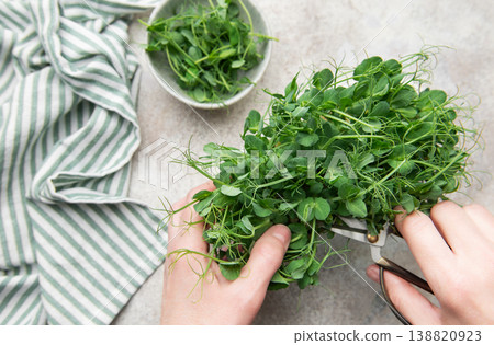 Hands harvesting fresh pea shoots microgreens for healthy food 138820923