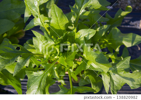 It is a close-up of a spinach field. It is a close-up of a spinach field. 138820982