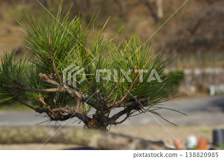 It is a close-up of a pine tree branch. 138820985