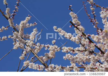 Apricot flower on nature background Apricot flower on nature background 138820987