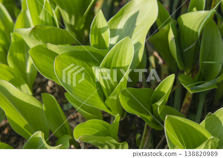 close up Green leaves of hosta. 138820989