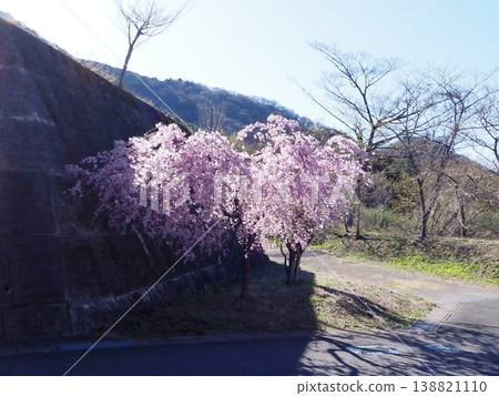 Weeping cherry blossoms blooming by the roadside Weeping cherry blossoms blooming by the roadside 138821110