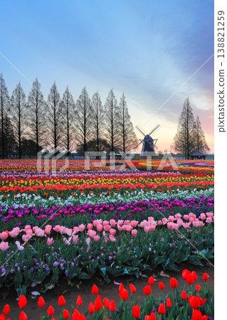 Windmills and tulip fields at dawn in Akebonoyama Agricultural Park Windmills and tulip fields at dawn in Akebonoyama Agricultural Park 138821259
