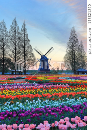 Windmills and tulip fields at dawn in Akebonoyama Agricultural Park Windmills and tulip fields at dawn in Akebonoyama Agricultural Park 138821260