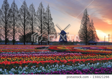 Windmills and tulip fields at dawn in Akebonoyama Agricultural Park Windmills and tulip fields at dawn in Akebonoyama Agricultural Park 138821266