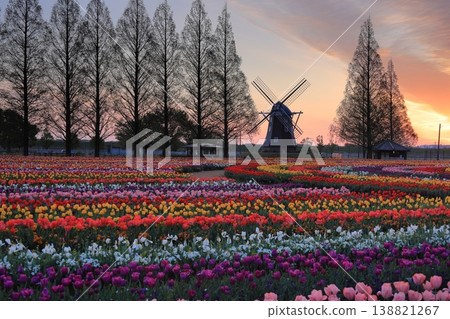 Windmills and tulip fields at dawn in Akebonoyama Agricultural Park Windmills and tulip fields at dawn in Akebonoyama Agricultural Park 138821267