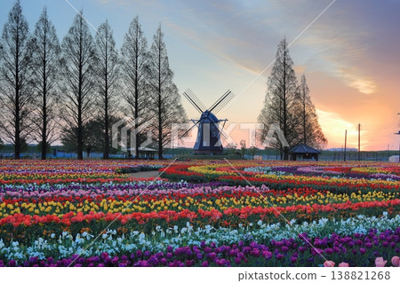 Windmills and tulip fields at dawn in Akebonoyama Agricultural Park 138821268