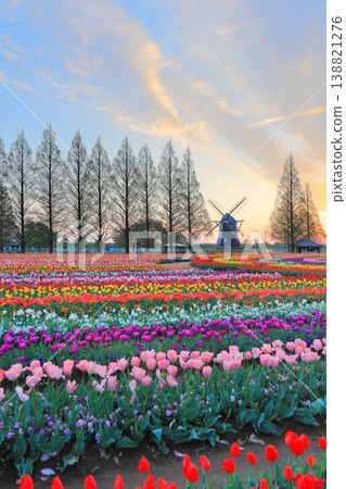 Windmills and tulip fields at dawn in Akebonoyama Agricultural Park 138821276