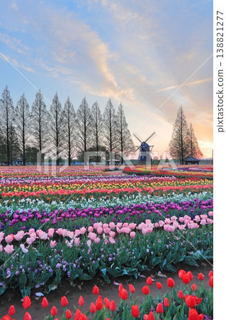 Windmills and tulip fields at dawn in Akebonoyama Agricultural Park Windmills and tulip fields at dawn in Akebonoyama Agricultural Park 138821277