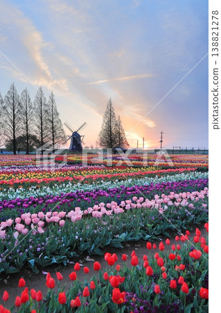 Windmills and tulip fields at dawn in Akebonoyama Agricultural Park Windmills and tulip fields at dawn in Akebonoyama Agricultural Park 138821278