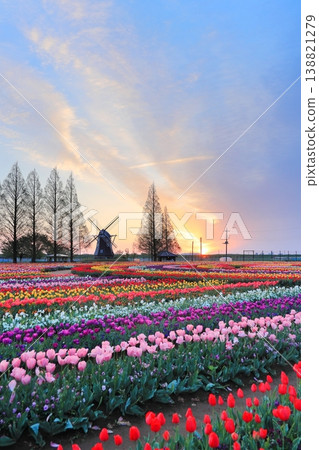 Windmills and tulip fields at dawn in Akebonoyama Agricultural Park 138821279