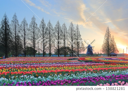 Windmills and tulip fields at dawn in Akebonoyama Agricultural Park Windmills and tulip fields at dawn in Akebonoyama Agricultural Park 138821281