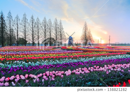 曙山農業公園的黎明時分,風車和鬱金香花田盡收眼底。 曙山農業公園的黎明時分,風車和鬱金香花田盡收眼底。 138821282