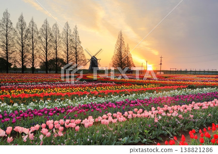 曙山農業公園的黎明時分,風車和鬱金香花田盡收眼底。 曙山農業公園的黎明時分,風車和鬱金香花田盡收眼底。 138821286