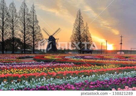 曙山農業公園的黎明時分，風車和鬱金香花田盡收眼底。 138821289