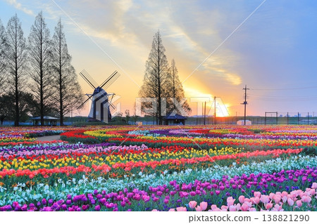 曙山農業公園的黎明時分，風車和鬱金香花田盡收眼底。 138821290