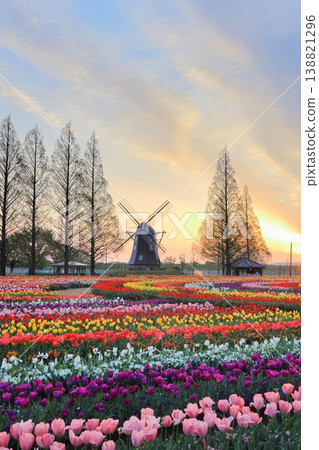 Windmills and tulip fields at dawn in Akebonoyama Agricultural Park Windmills and tulip fields at dawn in Akebonoyama Agricultural Park 138821296