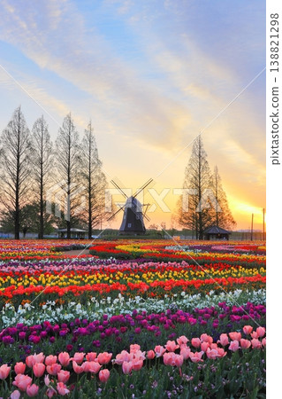 Windmills and tulip fields at dawn in Akebonoyama Agricultural Park 138821298