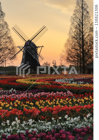 Windmills and tulip fields at dawn in Akebonoyama Agricultural Park 138821306