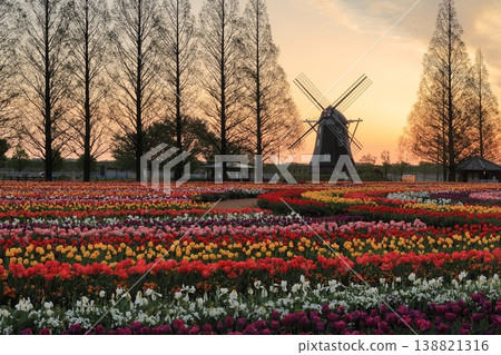 曙山農業公園的黎明時分，風車和鬱金香花田盡收眼底。 138821316