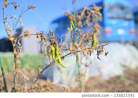 Shishito peppers in the field 138821591