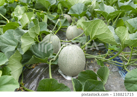 Melon growth process, greenhouse cultivation Melon growth process, greenhouse cultivation 138821715