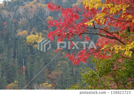 透過秋紅的落葉,可以看到綠色的山坡。 透過秋紅的落葉,可以看到綠色的山坡。 138821723