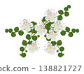 Caper bush with buds and flowers on a white background. 138821727