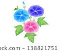 Watercolor style morning glory illustration 138821751