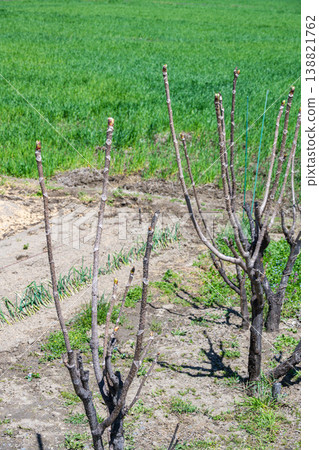 Aralia sprouts just emerging in the field Aralia sprouts just emerging in the field 138821762