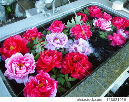 Colorful peony flowers floating in the water basin of a temple in spring. Colorful peony flowers floating in the water basin of a temple in spring. 138821956