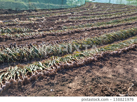 This is a field where garlic was harvested. 138821976