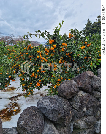 A fence made of tangerine trees and basalt. A fence made of tangerine trees and basalt. 138821984