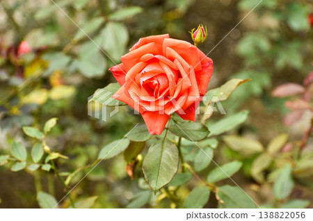 orange-red autumn roses orange-red autumn roses 138822056