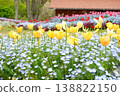 Tulip 138822150