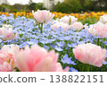 Tulips and Nemophila 138822151