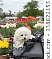 Flowers and pets 138822153