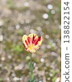 Tulip 138822154