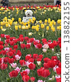 Tulip Festival 138822155