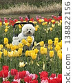 Tulips and my dog 138822156