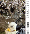 Cherry blossoms and dogs 138822157