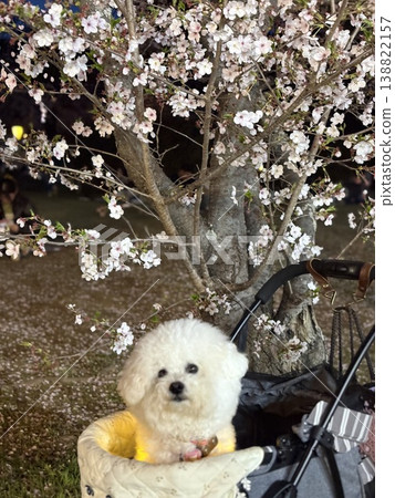 Cherry blossoms and dogs Cherry blossoms and dogs 138822157