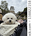 Castles and cherry blossom viewing 138822158