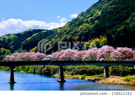 Cherry blossoms in full bloom lined up on the opposite bank of the river. 138822183