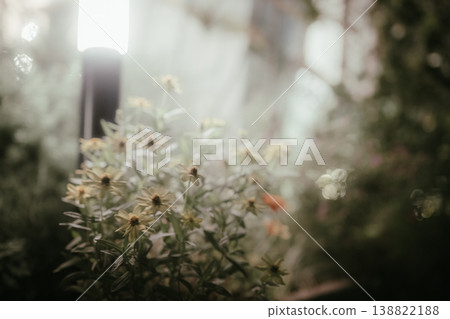 一張沐浴在柔和光線下的花朵背景圖。 138822188